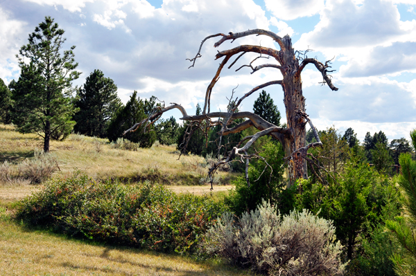 naked tree